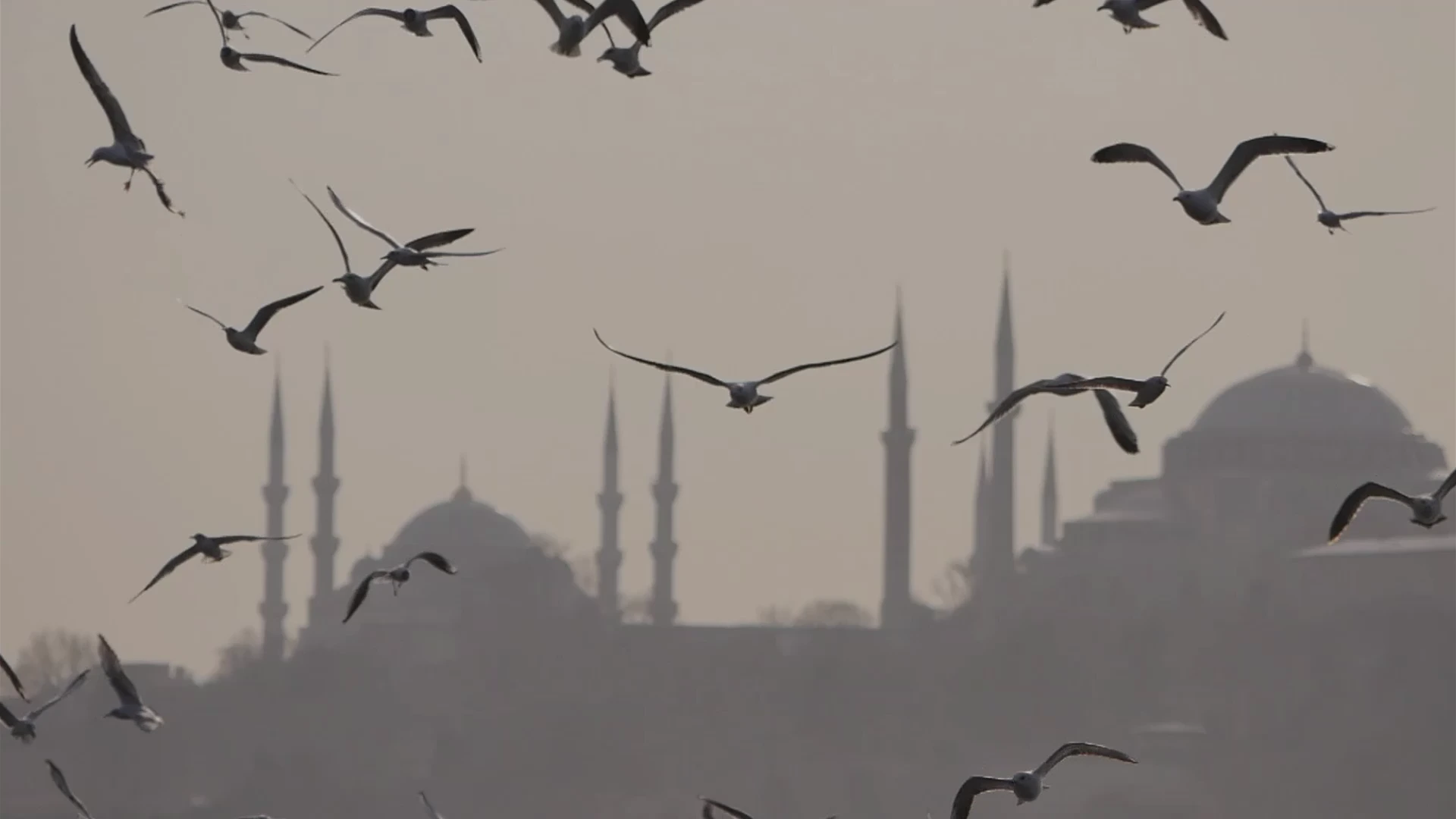 İstanbul silüeti üzerinde uçan kuşlar
